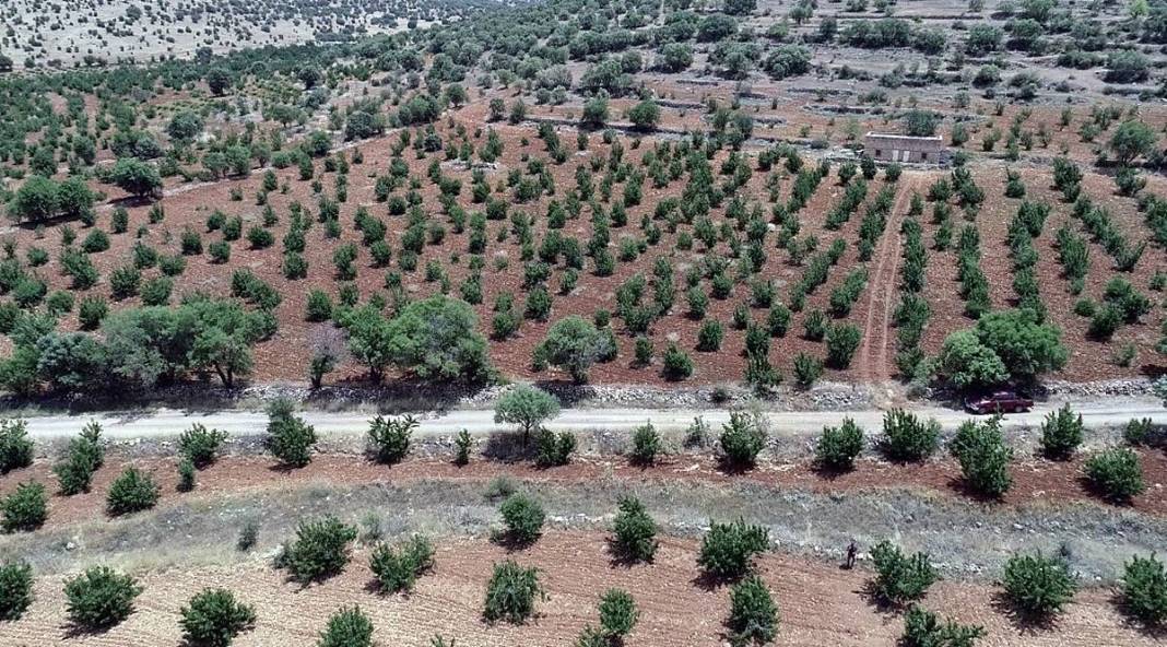 Güneydoğu'dan dünyaya: Napolyon kirazının inanılmaz yolculuğu! Sadece bir meyve değil; bu kirazlar umudun simgesi 15